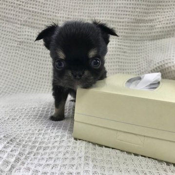 チワワ(ロング)【徳島県・男の子・2019年3月17日・ブラックタン】の写真「本当に可愛い子」