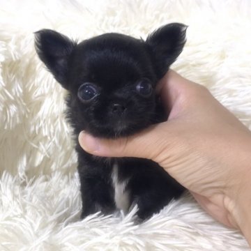 チワワ(ロング)【徳島県・女の子・2021年4月14日・ブラックタン】の写真「お目目クリックリの可愛い私❣️」