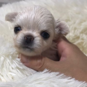 チワワ(ロング)【徳島県・女の子・2020年5月1日・ホワイトクリーム】の写真「ほんわか〜癒し系…の、タレ目な私」