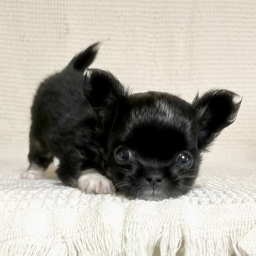 チワワ(ロング)【徳島県・女の子・2021年12月13日・ブラックタン ホワイト】の写真「まん丸〜可愛い私❣️」