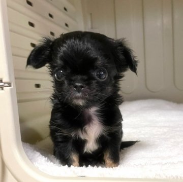 チワワ(ロング)【徳島県・男の子・2021年12月14日・ブラックタン ホワイト】の写真「クリックリお目目の可愛すぎる僕❣️」