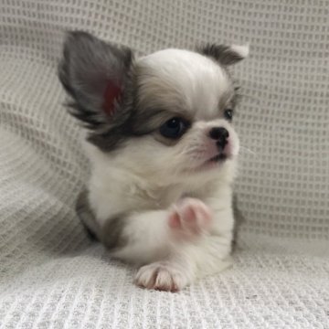 チワワ(ロング)【徳島県・男の子・2019年6月19日・フォーンホワイト】の写真「めちゃカワboy❣️」