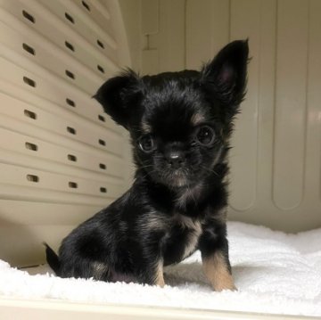 チワワ(ロング)【徳島県・女の子・2021年12月14日・ブラックタン ホワイト】の写真「クリックリお目目の可愛すぎる私❣️」