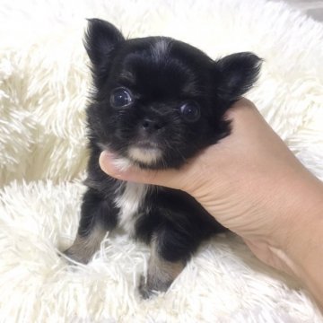 チワワ(ロング)【徳島県・女の子・2021年4月14日・ブラックタンホワイト】の写真「絶対可愛くなる事間違いなしな私❣️」