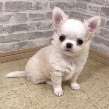 チワワ(ロング)【徳島県・男の子・2019年12月16日・クリームホワイト】の写真「めちゃカワboy❣️」