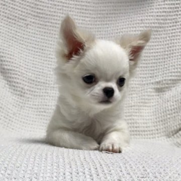 チワワ(ロング)【徳島県・男の子・2019年6月19日・クリームホワイト】の写真「ご縁を待っている…メチャかわBOY❣️」
