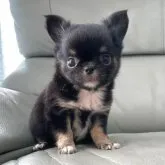 チワワ(ロング)【徳島県・男の子・2023年8月21日・ブラックタンホワイト】の写真3「頭の形も…綺麗です！」