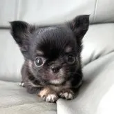 チワワ(ロング)【徳島県・男の子・2023年8月21日・ブラックタンホワイト】の写真5「僕と遊ぼ〜と誘ってくれます…」