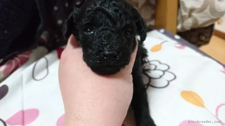 らな 様のお迎えした子犬