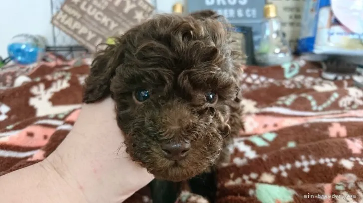 K 様のお迎えした子犬