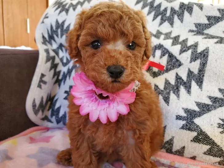 ID:2109-02184の子犬