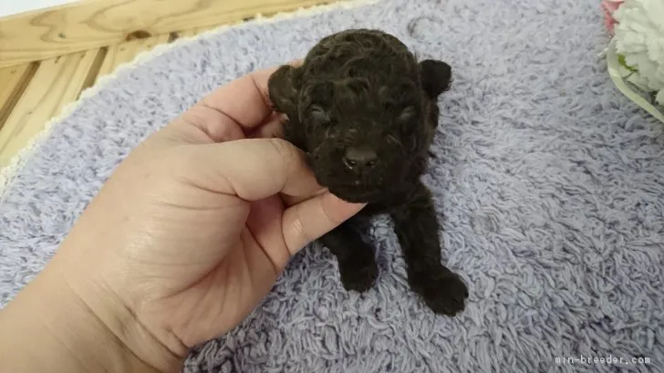 muddy 様のお迎えした子犬