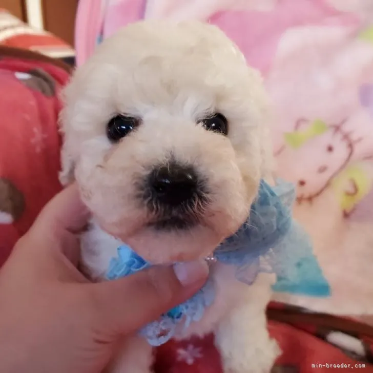 ID：2212-03762の子犬