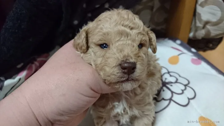 川畑 様のお迎えした子犬