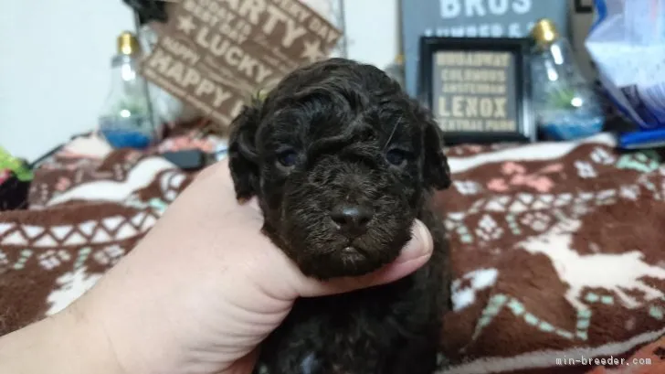 ともコム 様のお迎えした子犬