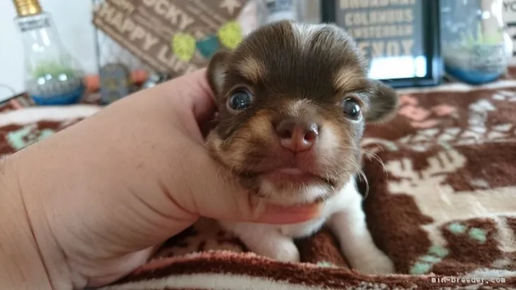 りな 様のお迎えした子犬