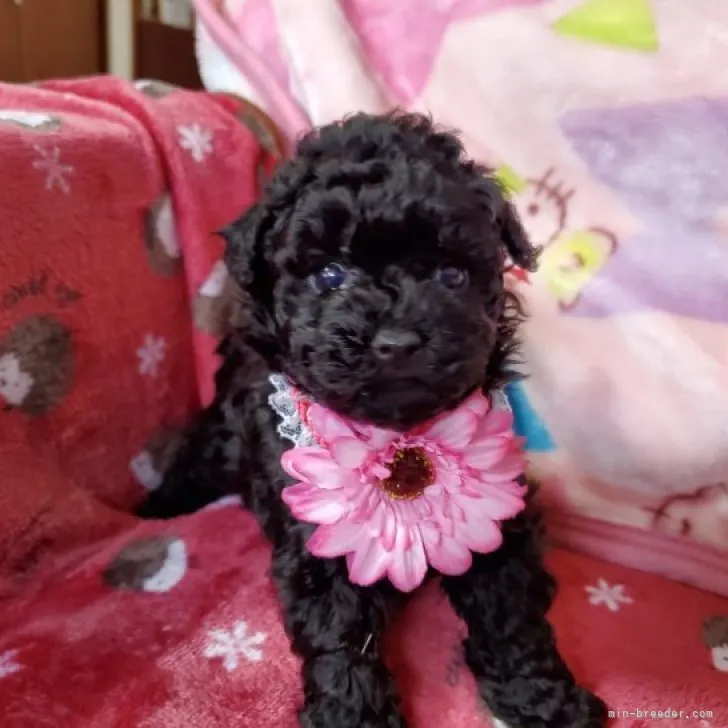 ID:2301-00495の子犬