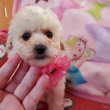 トイプードル(タイニー)【宮崎県・女の子・2022年11月27日・ホワイト】の写真「とっても可愛いですよ❤️」