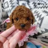 タイニープードル【宮崎県・女の子・2022年5月21日・レッド】の写真1