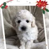 タイニープードル【宮崎県・男の子・2022年9月29日・クリーム】の写真1