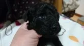 トイプードル(トイ)【宮崎県・女の子・2016年12月11日・ブラック】の写真2