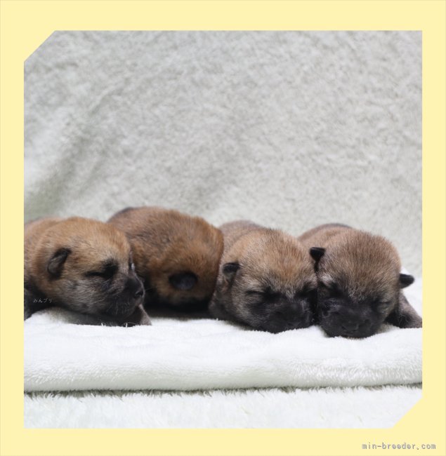 小林直樹ブリーダーのブログ：🐾団子4兄妹🐶🐾