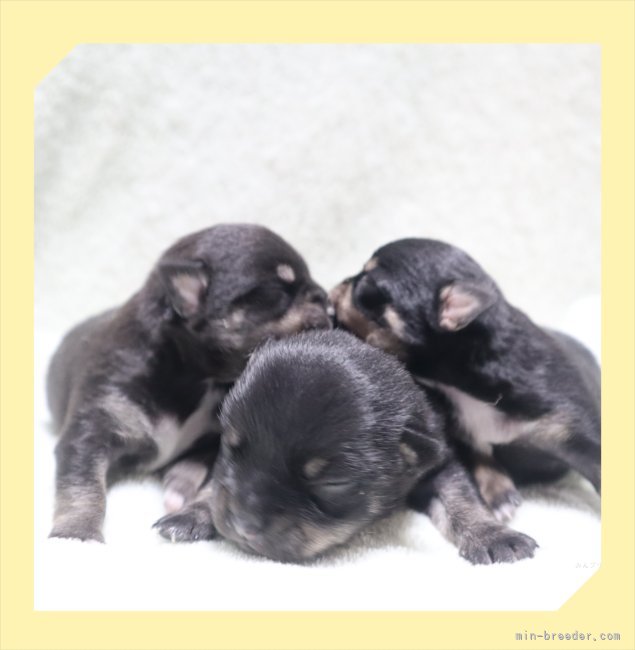 小林直樹ブリーダーのブログ：🐾可愛い3兄妹🐶🐾