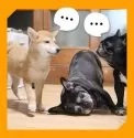 柴犬(標準サイズ)【岡山県・女の子・2025年6月8日・赤】の写真12「アレ⁉️遊ばないの⁉️by BIG BOSSBOSS‥何しょん⁉️by 娘＆子犬ちゃん」