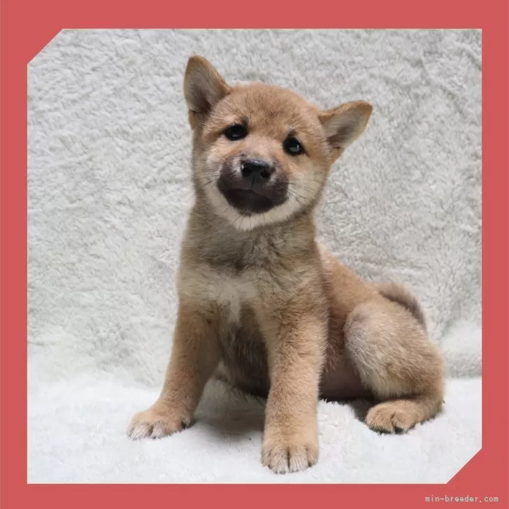 ID：2508-06141の子犬