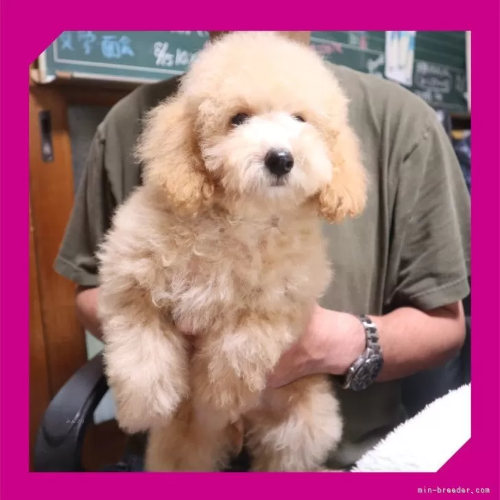 ID：2505-07499の子犬