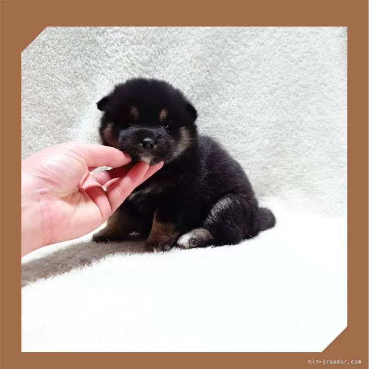 ID:2412-06775の子犬