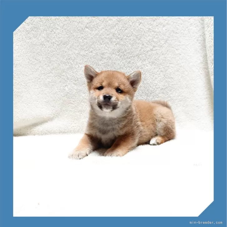 ID：2501-02585の子犬
