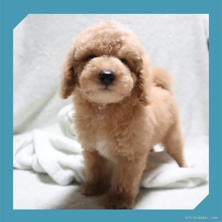 ID:2508-00019の子犬