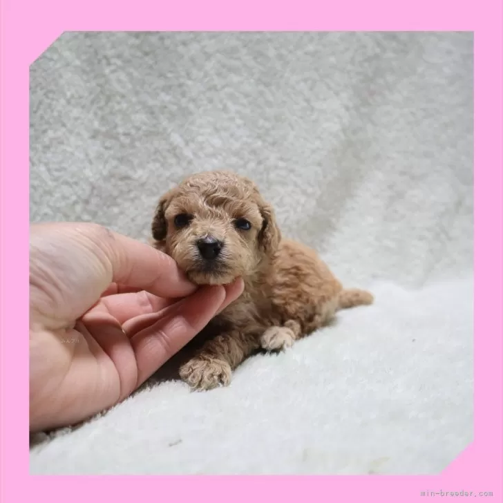 ID：2504-04467の子犬