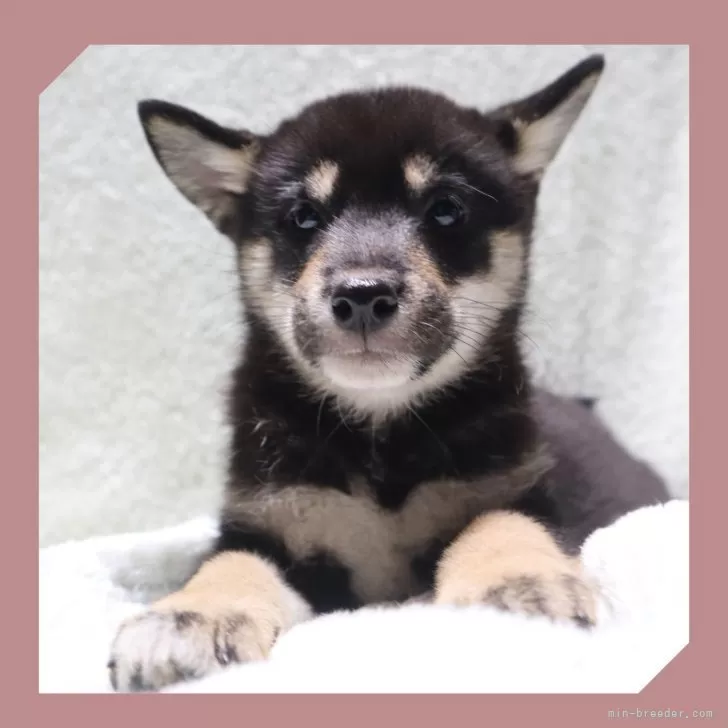 C 様のお迎えした子犬