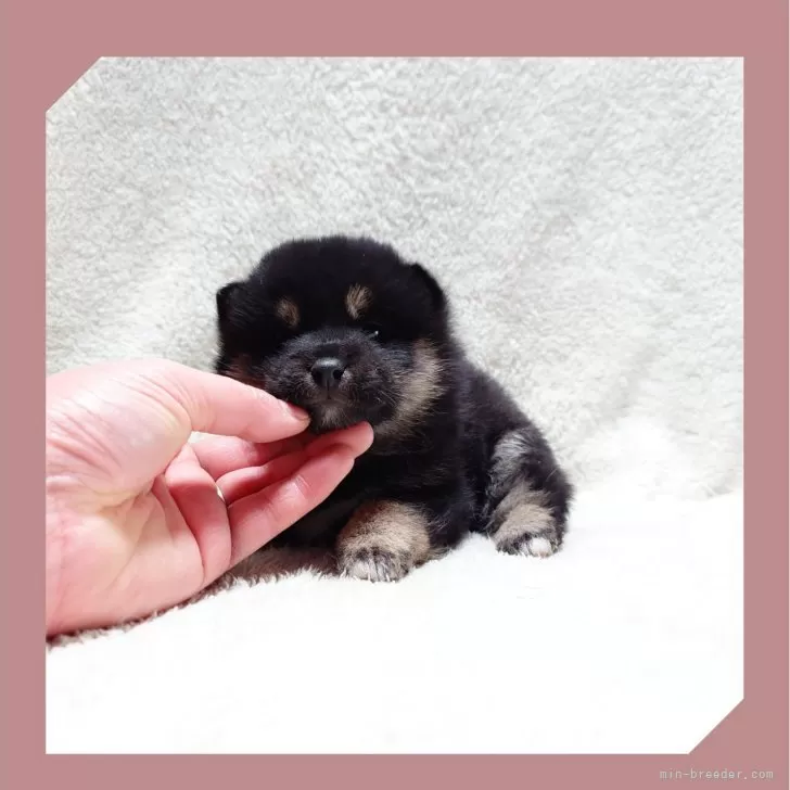 ID:2412-06776の子犬