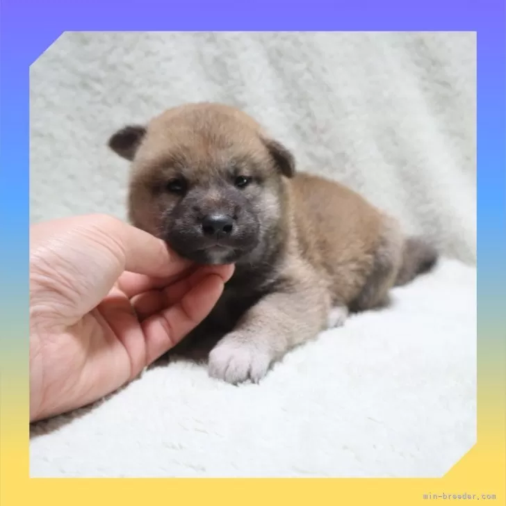チアキ 様のお迎えした子犬