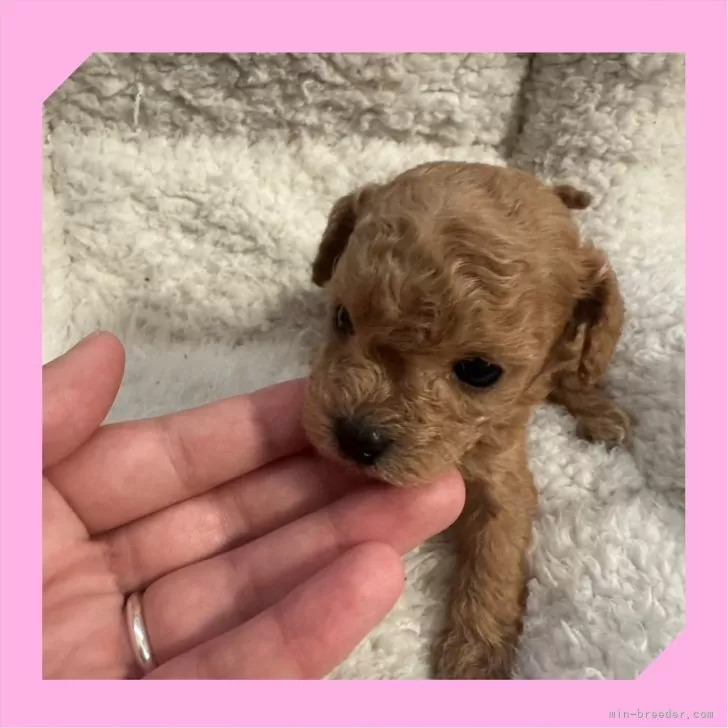 ID：2412-04938の子犬