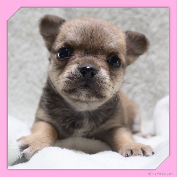 ブリーダー画像