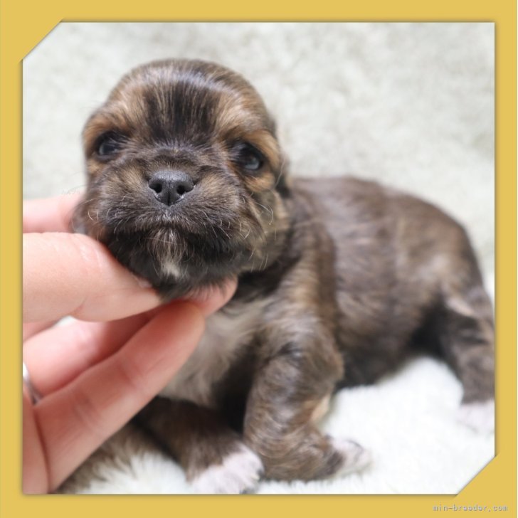 ブリーダー画像