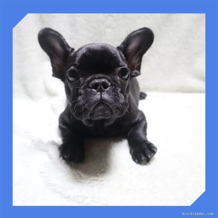 ID:2503-03745の子犬