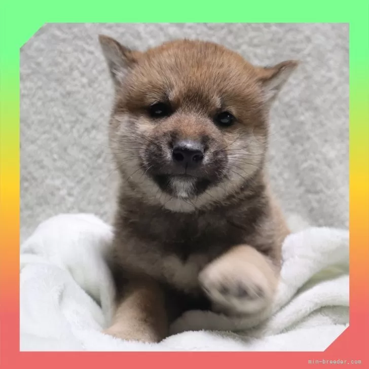 MOZ 様のお迎えした子犬