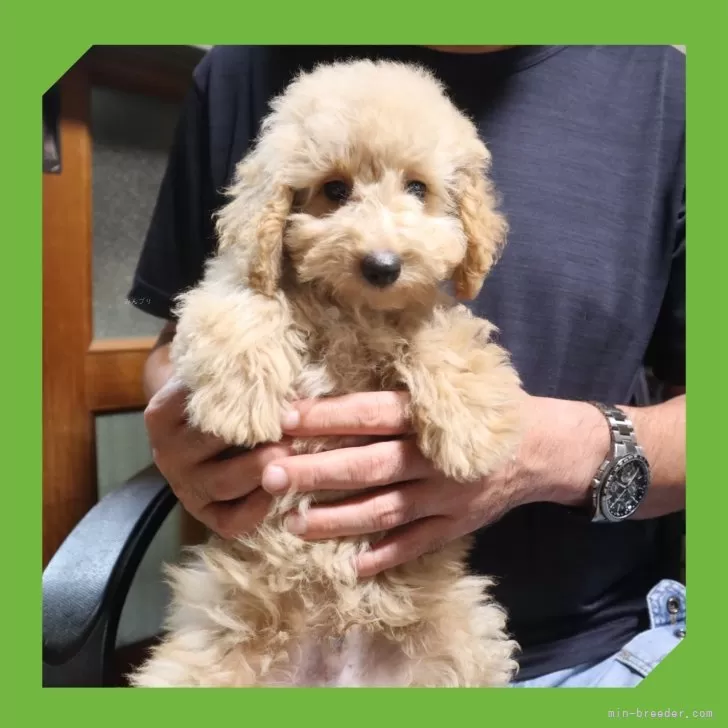 ID：2505-05608の子犬