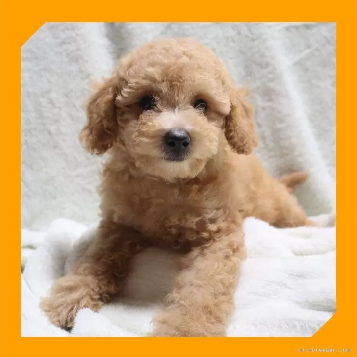 ID:2505-07500の子犬