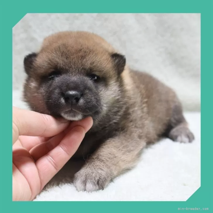 柴犬(標準サイズ)【岡山県・男の子・2025年6月8日・赤】の写真1