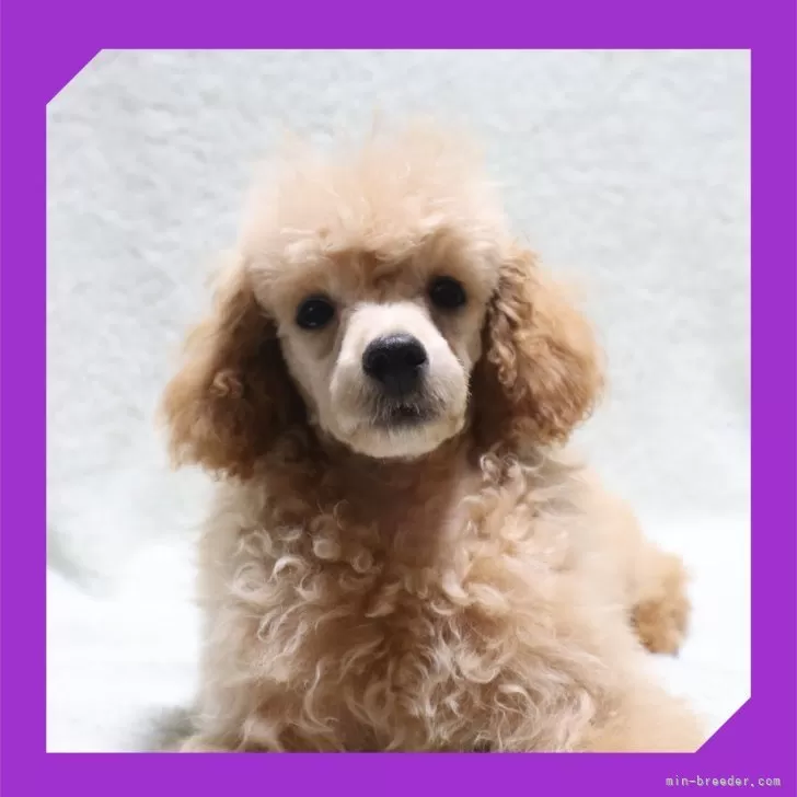 ID：2504-04462の子犬