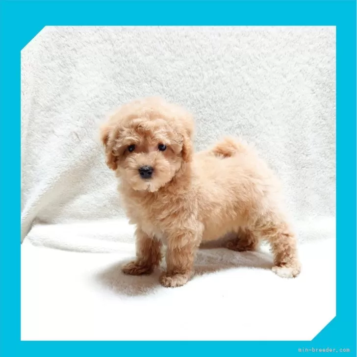ID：2412-06778の子犬
