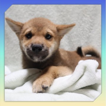 柴犬(標準サイズ)【岡山県・男の子・2025年8月24日・赤】の写真「●11月14日撮影●」