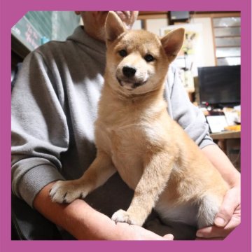 柴犬(標準サイズ)【岡山県・女の子・2025年8月16日・赤】の写真「●12月11日撮影●」