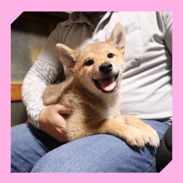 柴犬(標準サイズ)【岡山県・女の子・2025年6月12日・赤】の写真「●09月011日撮影●」